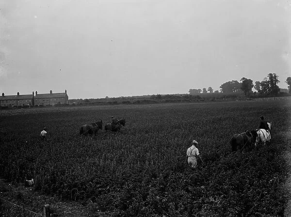 A farmer and his team of horses plough a field in Ruxley. 1936