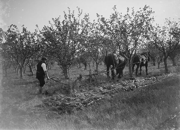 A farmer and his team of horses plough a fruit orchard. 1935