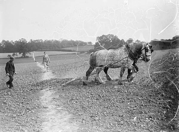 A farmer using a team of horses to pull a harrow across his field. 1935