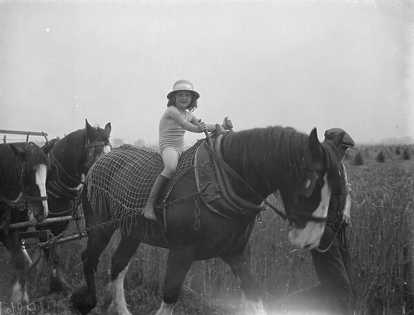 A farmers daughter harvests the fields with her fathers shire horse tethered to
