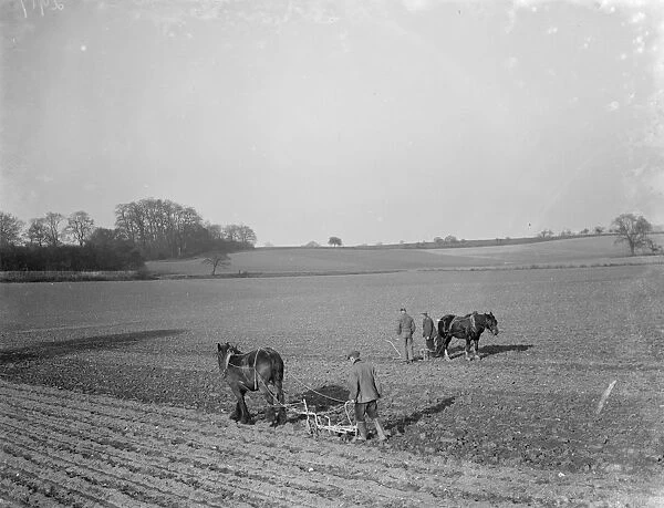 Farmers and there horses plough work together to work the field near Plum Lane