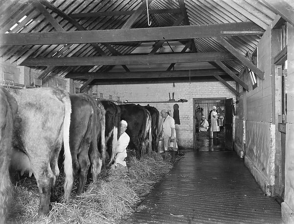 Farmers work in the cowshed. Milking the cows in the milking parlour
