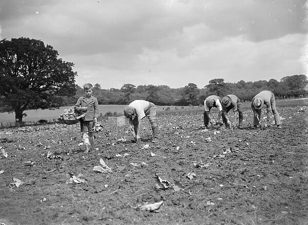 Farmworkers planting cabbages. 1935