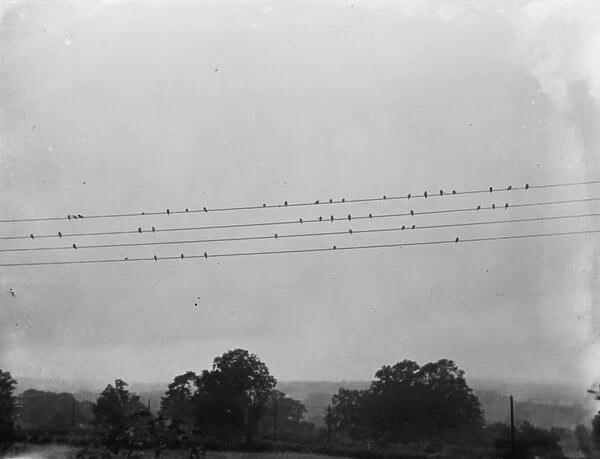 A flock of birds perched on some telephone wires. 1936