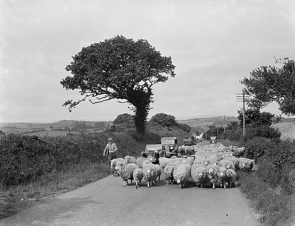 A flock of sheep block the road, causing a traffic jam. 1936