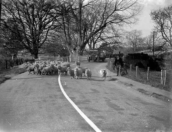 Flock of sheep in a country road in Kent