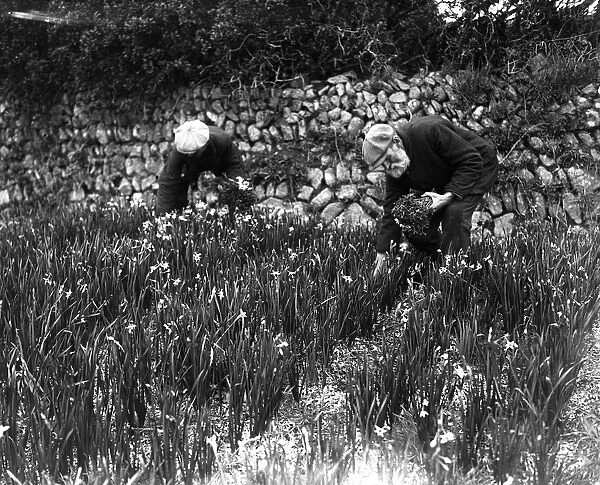 Flower picking at St Mary s, Scilly Isles. 5 March 1920