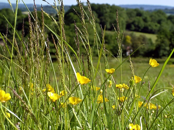Foreground of buttercups and grasses with country landscape in background