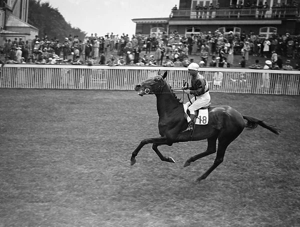 Fox Star at Goodwood Racecourse, Sussex, England. 1937