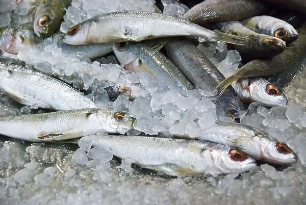 Fresh sardines on the fish couner of the covered market in Limassol, Cyprus credit