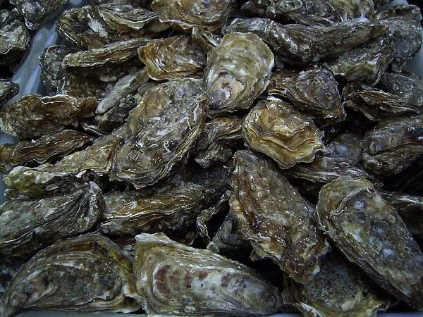 Freshly caught oysters, Dieppe, Seine-Maritime, Normandy, France