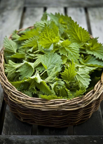Freshly picked nettles in basket. When picking nettles for cooking only the top sprig
