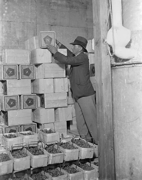 Fruit packing at Thomas Neame fruit farm, Faversham, Kent. 1935