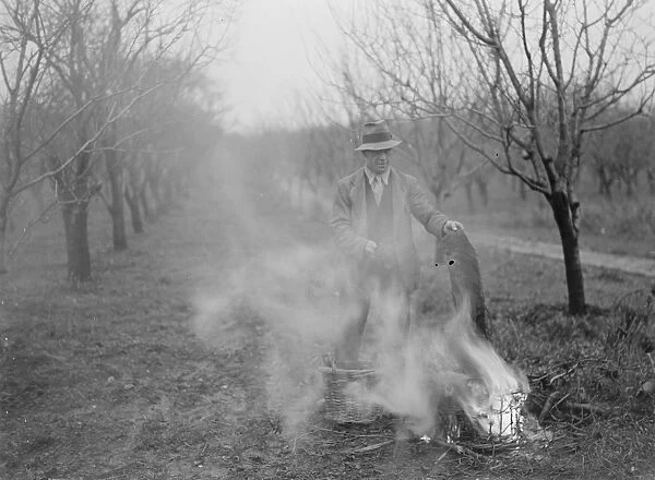Fruit trees protection. A farm worker is burning insect traps. 1939