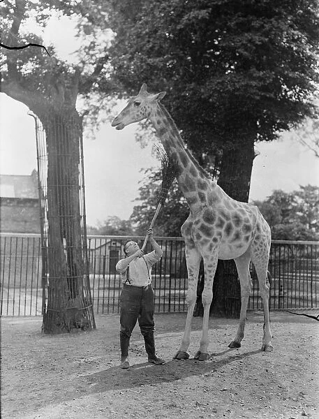 Getting it in the neck. London zoo giraffe submitting with resignation to having