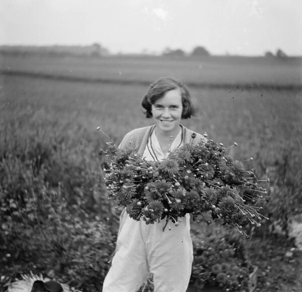 A girl holds a bunch of freshly picked chrysanthemums. 1935