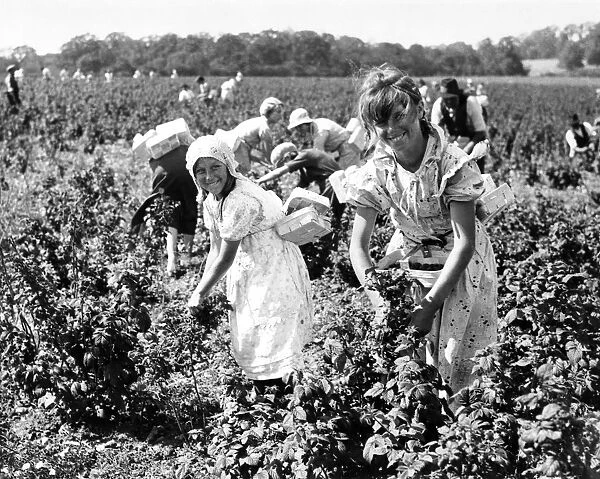 Girls picking raspberries in Kent