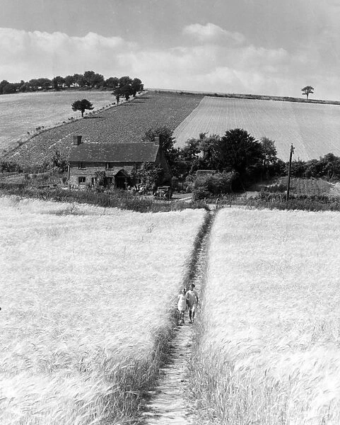 Two girls walking through a barley field, Timberton Bottom, Shoreham, Kent, England