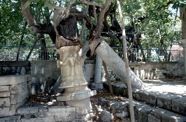 Greek Mythology Hippocrates The healing tree of Hippocrates at Cos on the Island of Cos