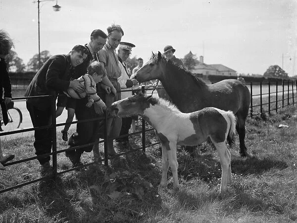 A group feeds a mare and colt in a field by the side of a road in Eltham, Kent. 1938