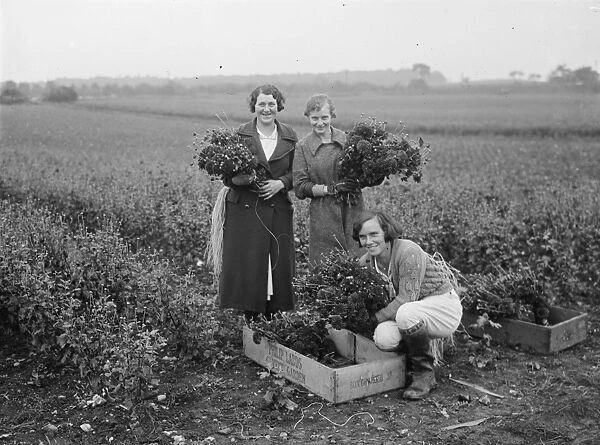 A group of girls holding bunches of freshly picked chrysanthemums. 1936
