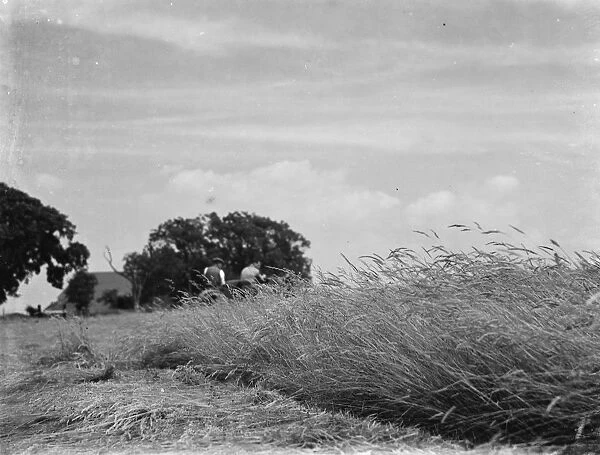 Growing hay in a field. 1937