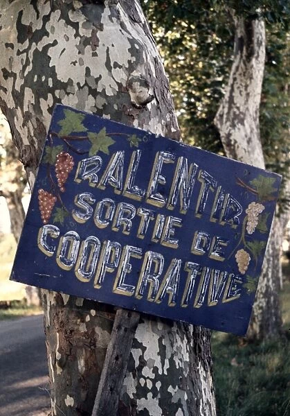 Hand-painted sign tied to a plane tree in the Midi of the South of France, warning