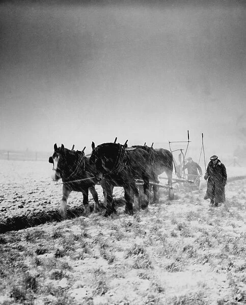 The hard winter of 1947 ploughing