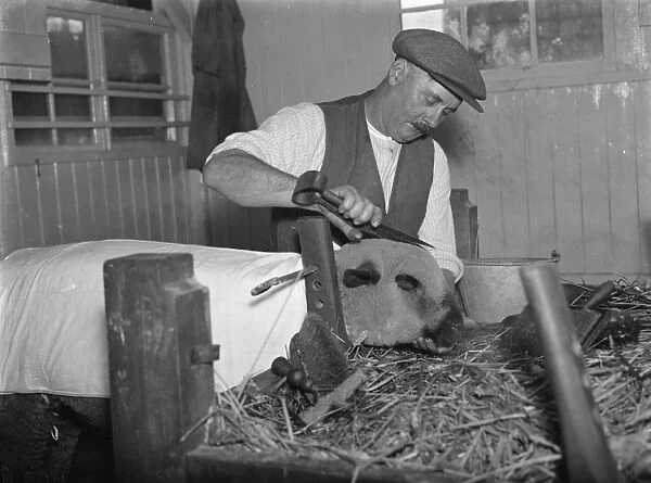 Harry Wadman trimming a sheep for a show. 1937