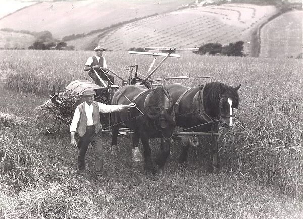Harvest time in Cornwall