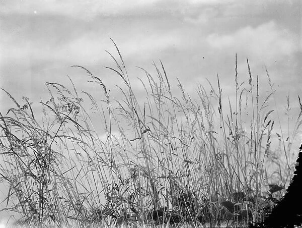 A hay field. 1937