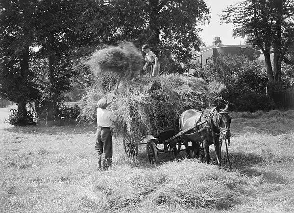 Haymaking on the farm. A farm worker is loading up the horse drawn cart with hay