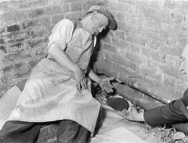 Hedgehogs being cared for at the Swanly nursery in Kent. 1936