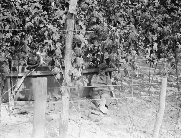 Hop picker sleeping under the hop bushes. 1938