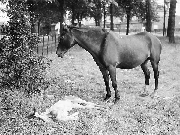 A horse and colt on a field in New Eltham, London. 1936