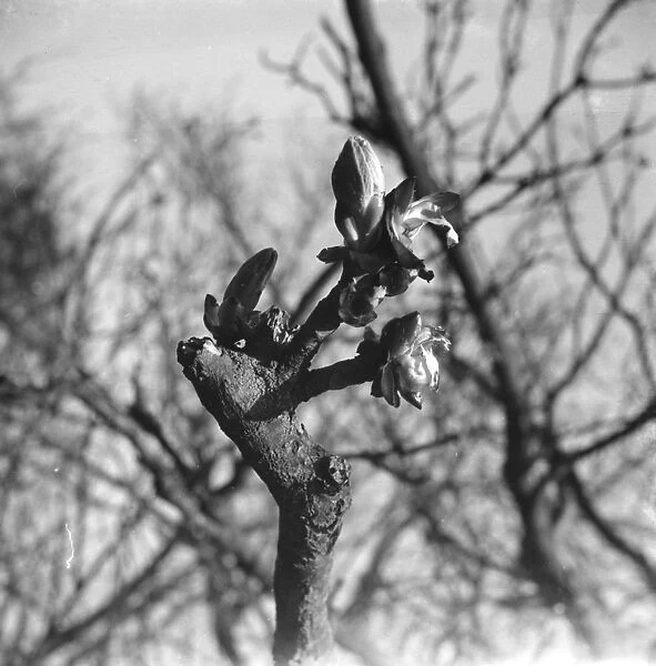 Horsechesnut buds on autumn branches. 1939