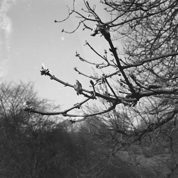 Horsechesnut buds on autumn branches. 1939