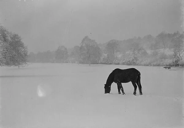 Horses grazing on a snow covered field in Kent. 1939