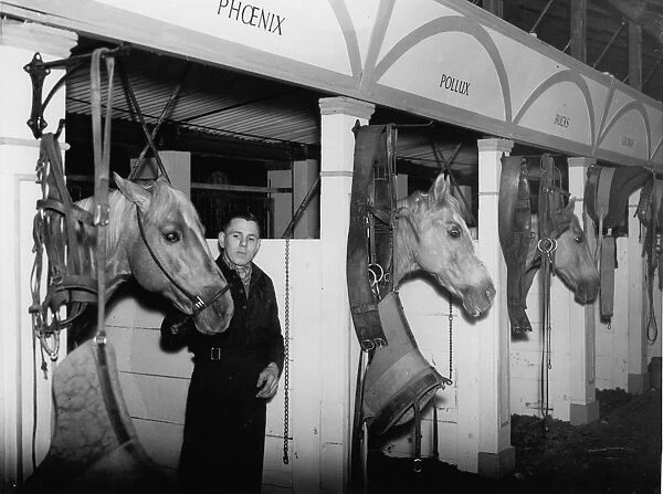 Horses with their groomsman in their stables before a show at the Olympia Circus