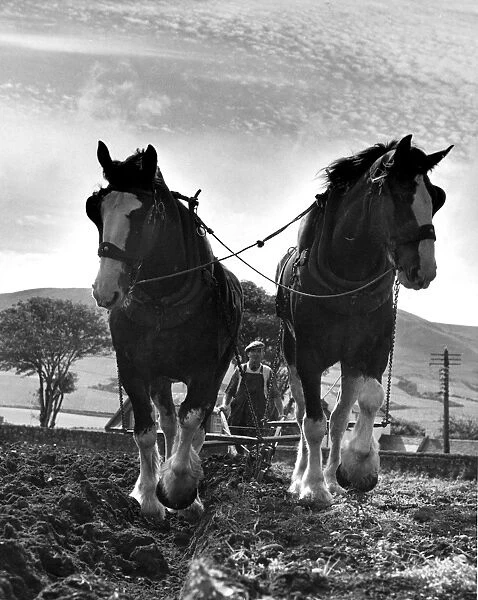 Horses working on the farm - ploughing in Clydesdales, Ayrshire