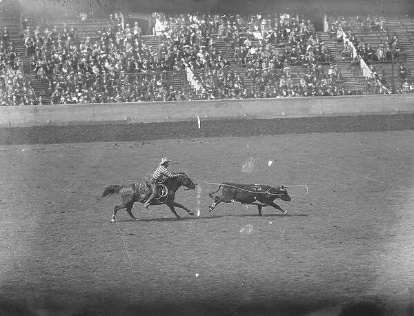 International rodeo at Wembley. A remarkable photograph obtained during the lassoing
