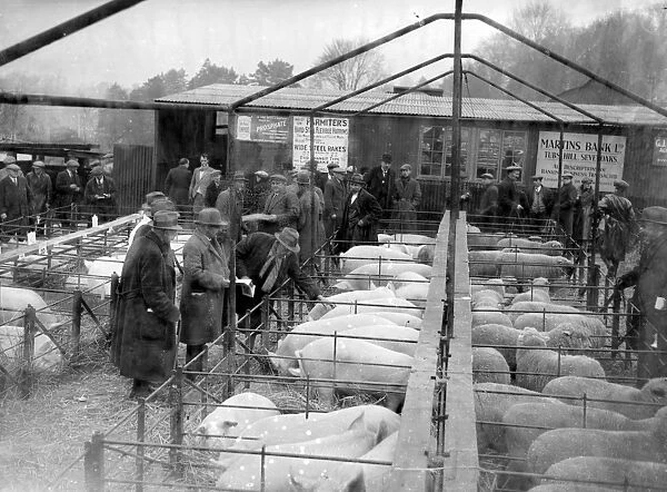 Judging Pigs at Sevenoaks, Kent. 1933