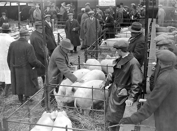 Judging Pigs in Sevenoaks, Kent. 1933