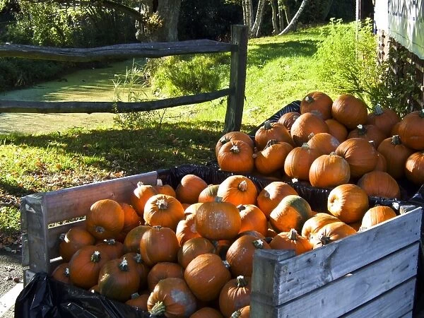 Large pile of pumpkins for sale outside country farm shop for hallowe'en credit