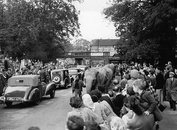 Leading the elephants through the main street to the Circus at Foots Cray, Kent