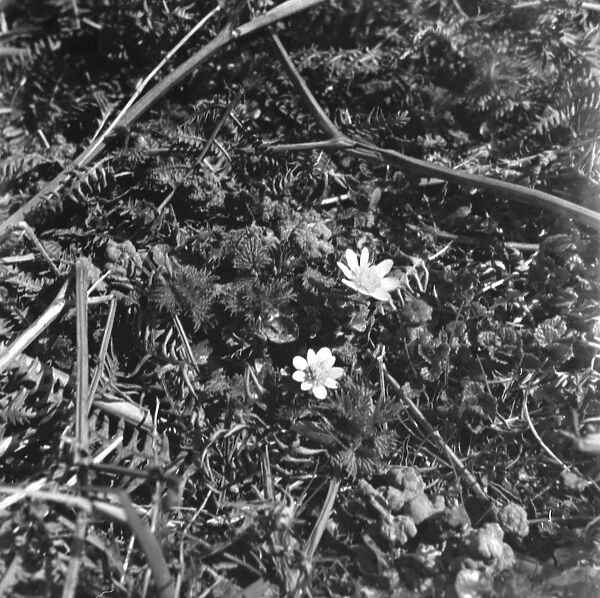 A lesser celandine in amongst blades of of a fern bush. 1939