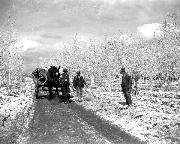 Lime wash covering an orchard. 1934