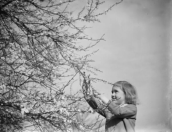 A little girl plays with blackthorn blossom in Farningham, Kent. 1938