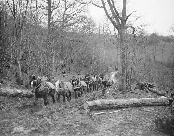 A logging team at work at Chipps Cross, Between Rye and Hastings February 1936
