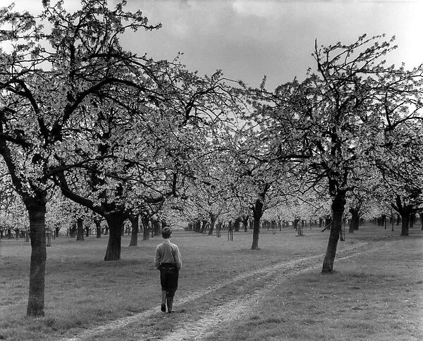 A lone boy walking through a cherry blossom orchard, Kent, England
